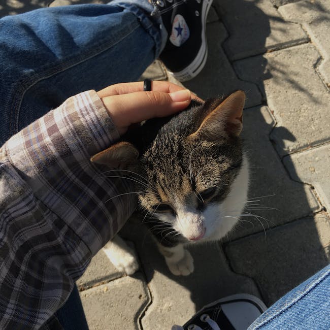 Voluntar îngrijind o pisică de stradă