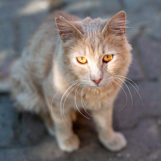 Pisici hrănite în cartier