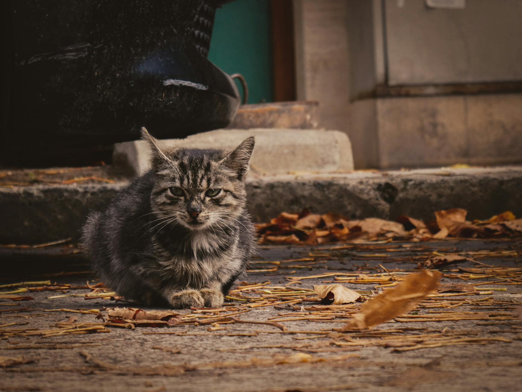 Pisică de stradă într-un cartier din București